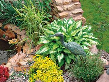 Декоративные растения