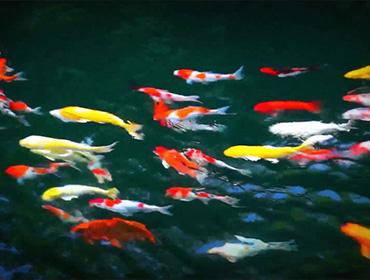 Декоративные рыбы и корм